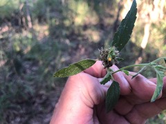 Malvastrum americanum