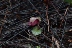 Corybas rotundifolius