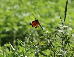 Danaus chrysippus