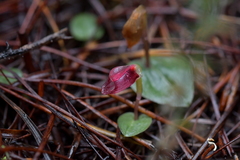 Corybas rotundifolius