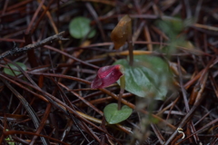 Corybas rotundifolius