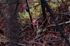 Corybas rotundifolius
