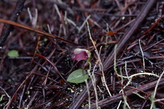 Corybas rotundifolius