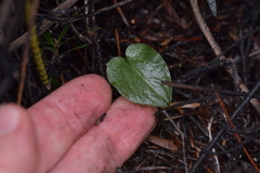 Corybas rotundifolius