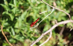 Crocothemis servilia
