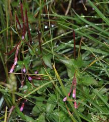 Epilobium alsinifolium