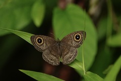 Ypthima horsfieldii humei