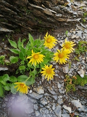 Doronicum clusii