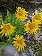 Doronicum clusii