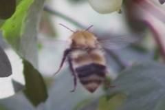 Bombus modestus