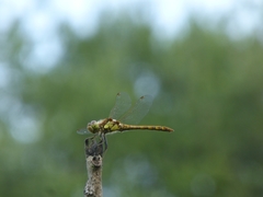 Sympetrum striolatum