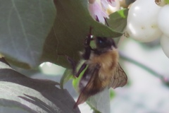 Bombus modestus