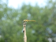 Sympetrum striolatum
