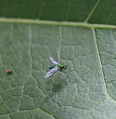 Sciapodinae