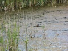 Tachybaptus ruficollis