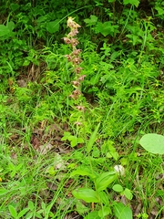 Epipactis atrorubens