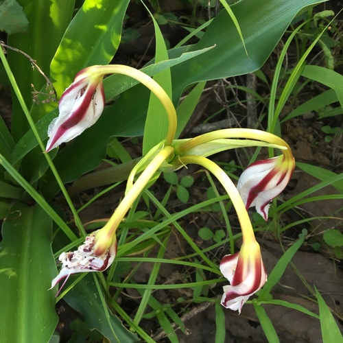 Crinum image