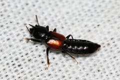 Bledius tricornis