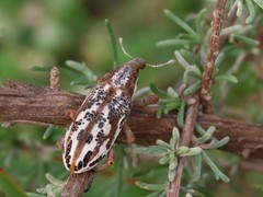 Lixus schoenherri