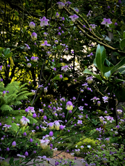 Thalictrum delavayi