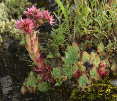 Sempervivum dolomiticum