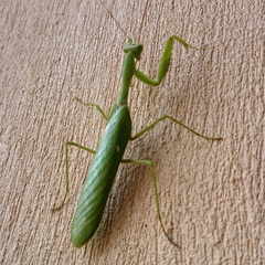 Sphodromantis baccettii
