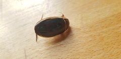 Dytiscus marginalis
