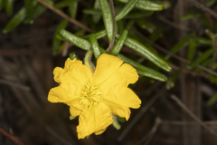Hibbertia marginata