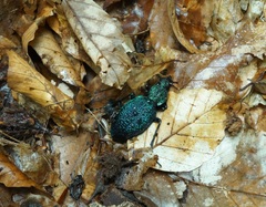 Carabus scabrosus tauricus