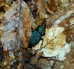Carabus scabrosus tauricus