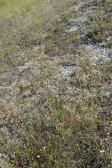 Gypsophila altissima
