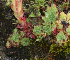 Sempervivum dolomiticum