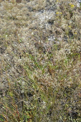 Gypsophila altissima