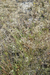 Gypsophila altissima