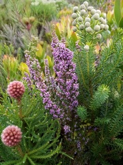 Erica hirtiflora