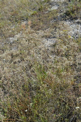 Gypsophila altissima