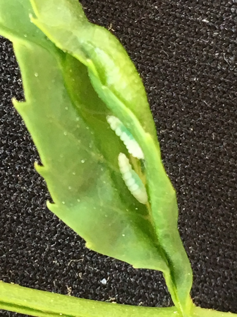 Dasineura acrophila