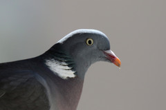 Columba palumbus