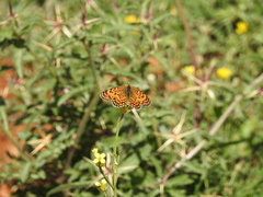 Melitaea ornata