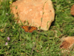 Melitaea ornata