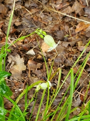 Silene vulgaris