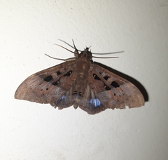 Ischyja manlia