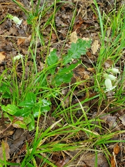 Silene vulgaris