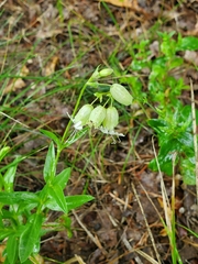 Silene vulgaris