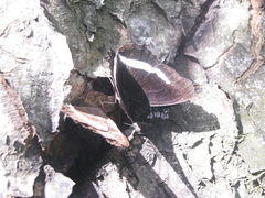 Eurytela hiarbas angustata