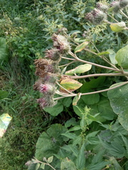 Arctium × ambiguum