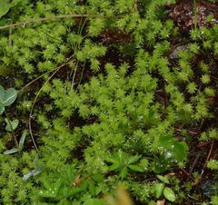 Diobelonella palustris