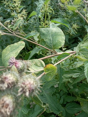 Arctium × ambiguum