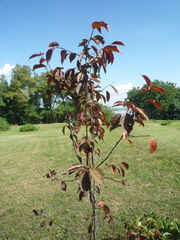 Malus purpurea