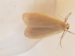 Eilema griseola